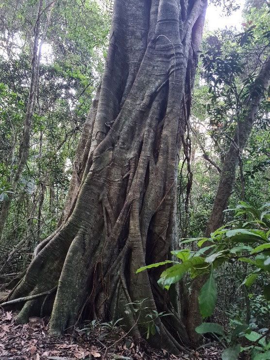 Buttress roots of subtropical rainforest