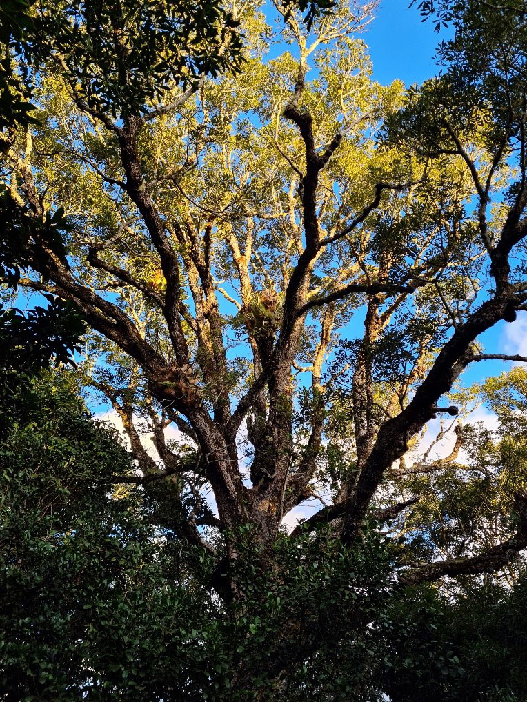 Tall tree of Lamington National Park