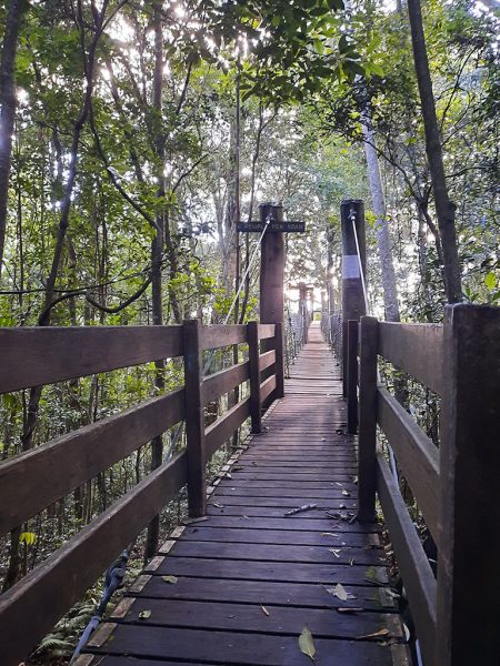 The gentle slope of the Tree Top Walk